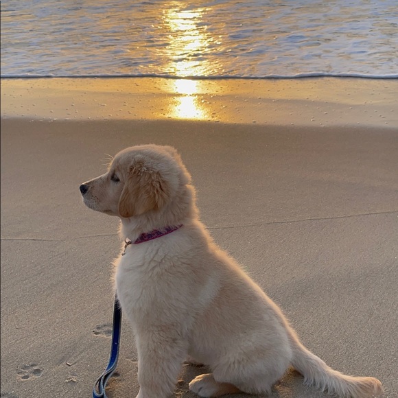 Meet your Posher, Caroline - Picture 4 of 6